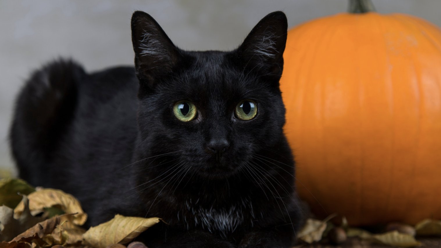 Click to Enlarge-Esc to Close EventPhotos/Halloween/black-cat-halloween5.jpg